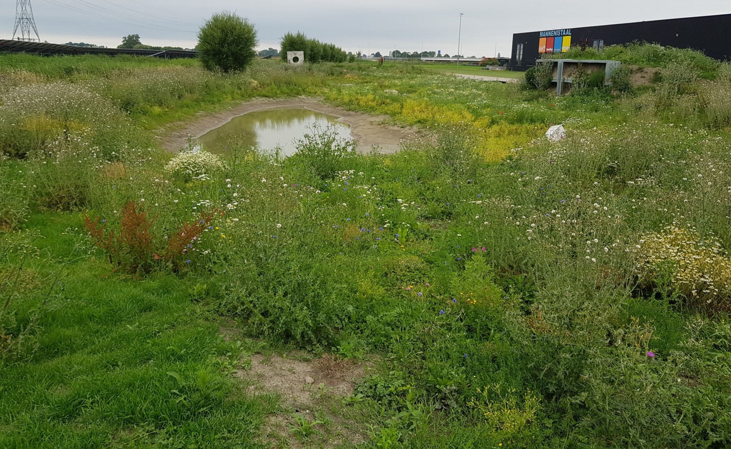 Het eerste groen komt op na de inplanting van het Biodiversum